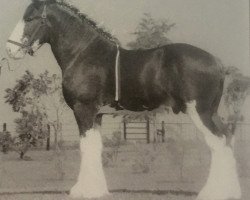 Deckhengst Gentleman Jack of 2S (Clydesdale, 1999, von Collessie Crackerjack)