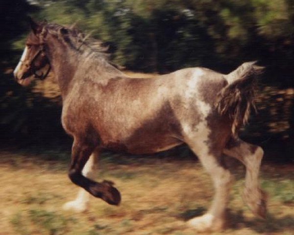 broodmare Gentle Virginia (Clydesdale, 1990, from Andale Frosty)