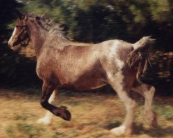 broodmare Gentle Virginia (Clydesdale, 1990, from Andale Frosty)