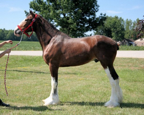 horse Gentle Giant HC Isaac (Clydesdale, 2010, from Highfield Collessie)