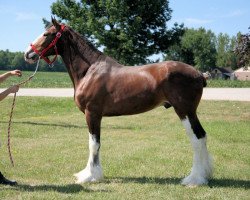 Pferd Gentle Giant HC Isaac (Clydesdale, 2010, von Highfield Collessie)