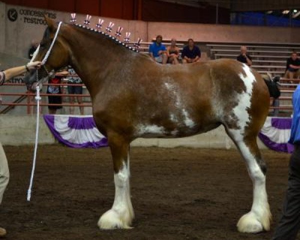 horse Genesis O'.D.B.'s Keziah (Clydesdale, 2008, from Mahdeen O'Danny Boy)