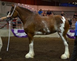 Pferd Genesis O'.D.B.'s Keziah (Clydesdale, 2008, von Mahdeen O'Danny Boy)