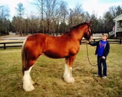 Zuchtstute Woodland Eleanor (Clydesdale, 2005, von Willow Way Conor)