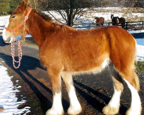 horse Genesis O'D.B.'s Gilead Roman (Clydesdale, 2011, from Mahdeen O'Danny Boy)