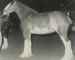 broodmare Thistle Ridge Argyll Fancy (Clydesdale, 1991, from Commander Mark Argyll)