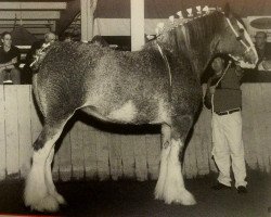 Zuchtstute Mahdeen Fab Fancy (Clydesdale, 1997, von Hillmoor Fusilier)