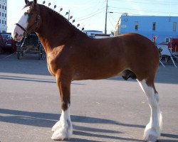 stallion Mahdeen O'Danny Boy (Clydesdale, 2003, from Collessie Independent)