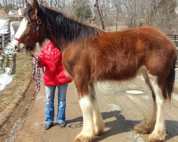 horse Genesis O'D.B.'S Ataarah (Clydesdale, 2012, from Mahdeen O'Danny Boy)