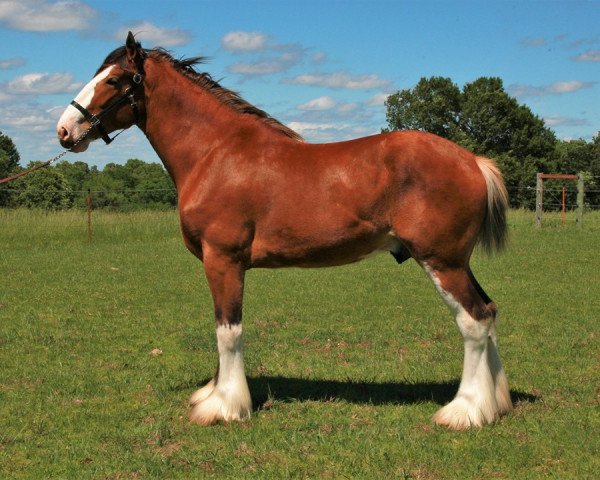 stallion Gateway Legend (Clydesdale, 2017, from Little Giants Samson)