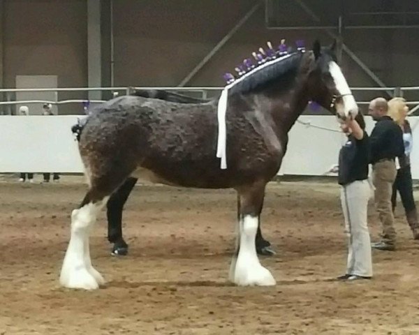 Zuchtstute Willow Way Juliette (Clydesdale, 2009, von Gregglea Maximum Sensation)