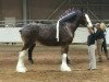 broodmare Willow Way Juliette (Clydesdale, 2009, from Gregglea Maximum Sensation)