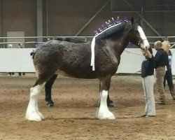 Zuchtstute Willow Way Juliette (Clydesdale, 2009, von Gregglea Maximum Sensation)