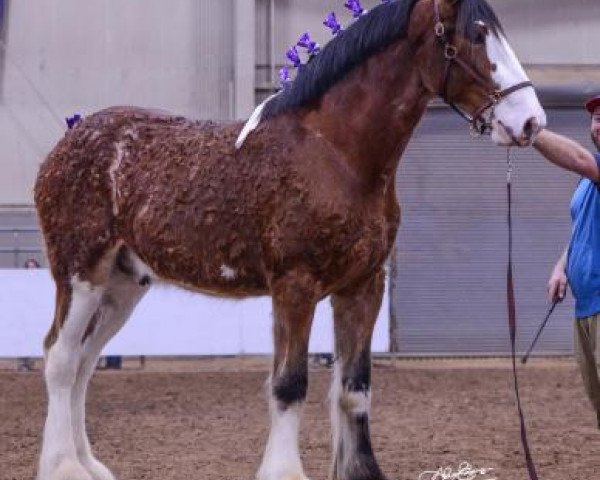 horse Gateway Explorer (Clydesdale, 2018, from Little Giants Samson)