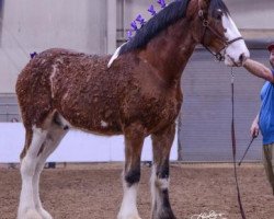 horse Gateway Explorer (Clydesdale, 2018, from Little Giants Samson)