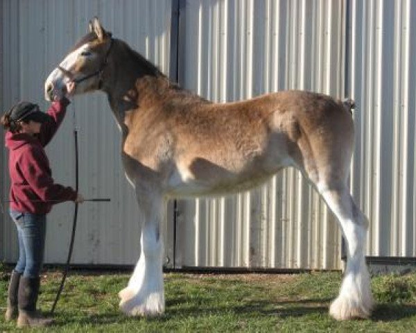 Pferd Gateway Dominator's Glory (Clydesdale, 2013, von Deighton Dominator)