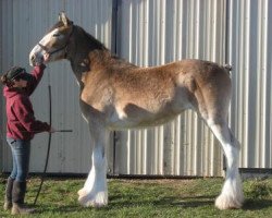 Pferd Gateway Dominator's Glory (Clydesdale, 2013, von Deighton Dominator)