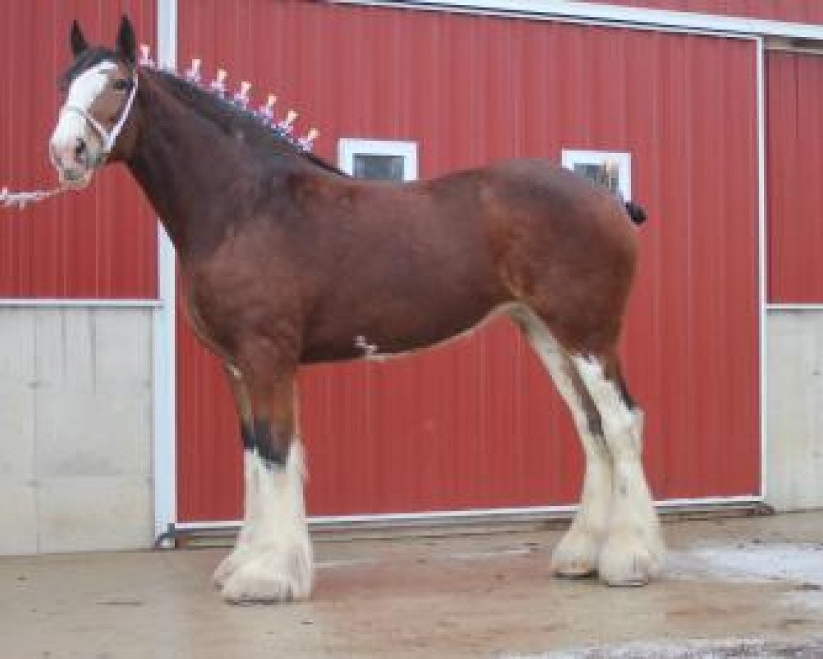 Zuchtstute Gateway Dominator's Design (Clydesdale, 2011, von Deighton Dominator)