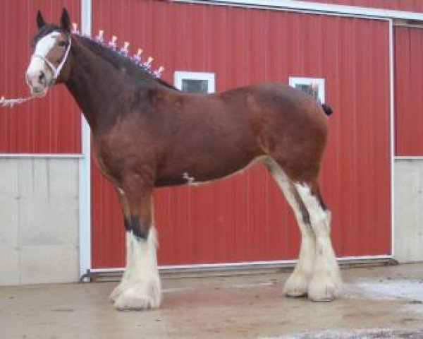 broodmare Gateway Dominator's Design (Clydesdale, 2011, from Deighton Dominator)