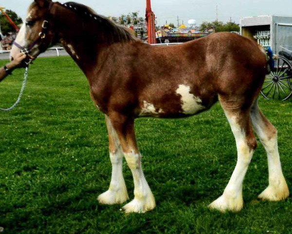 Pferd Char-Lene Farm Lucy (Clydesdale, 2017, von Little Giants Samson)