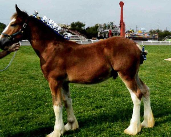 horse Char-Lene Farm Zak (Clydesdale, 2017, from Little Giants Samson)