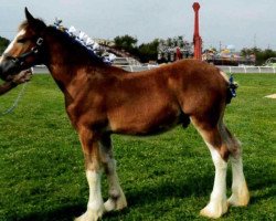 Pferd Char-Lene Farm Zak (Clydesdale, 2017, von Little Giants Samson)