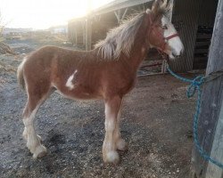 Pferd Char-lene Farms Levi (Clydesdale, 2019, von Little Giants Samson)