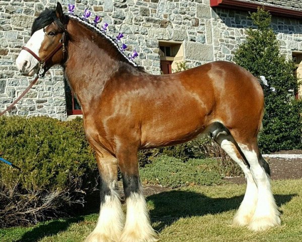 stallion Little Giants Samson (Clydesdale, 2009, from Deighton Dominator)