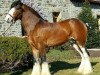 stallion Little Giants Samson (Clydesdale, 2009, from Deighton Dominator)