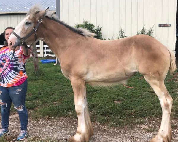 horse Gateway Celebration (Clydesdale, 2018, from Little Giants Samson)