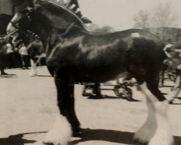 Deckhengst Ozark's Royal Scot Enhancement (Clydesdale, 1998, von Thistle Ridge Argyll Enhancer)