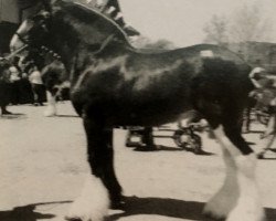 stallion Ozark's Royal Scot Enhancement (Clydesdale, 1998, from Thistle Ridge Argyll Enhancer)