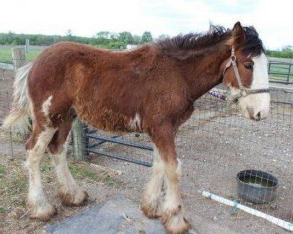 Pferd Gaston of Glenburg (Clydesdale, 2012, von Mapledoon Campbell)