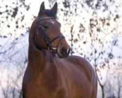 broodmare Dolce Vita (Oldenburg, 1998, from De Niro)