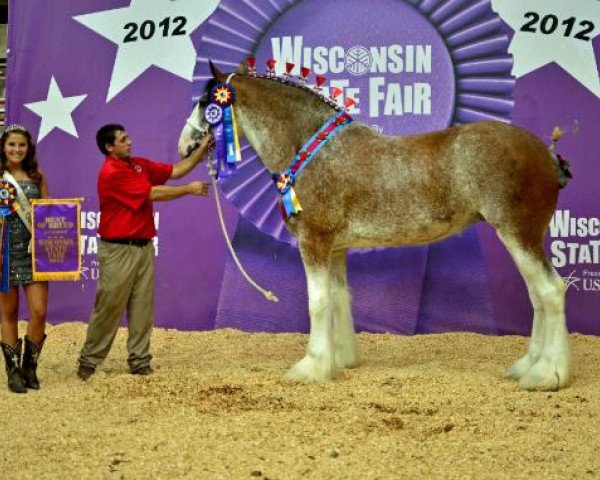 Pferd Galaxy Juliet (Clydesdale, 2008, von Nebros Jovian)