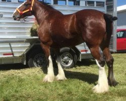 Zuchtstute Galaxy Electra Peyton (Clydesdale, 2010, von Nebros Jovian)