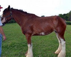 Zuchtstute Galaxy Constellation Chloe (Clydesdale, 2010, von Nebros Jovian)