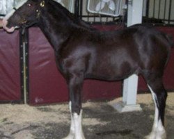 Pferd Falconledge Mack's First Knight (Clydesdale, 2013, von Midnight Majestic Mack)