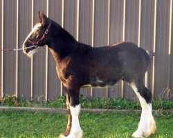 Pferd Falconledge Mack's Azar (Clydesdale, 2014, von Midnight Majestic Mack)