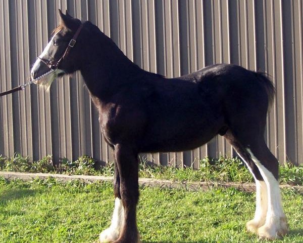 horse Falconledge Mack's Nitro (Clydesdale, 2014, from Midnight Majestic Mack)