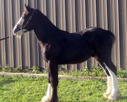 Pferd Falconledge Mack's Nitro (Clydesdale, 2014, von Midnight Majestic Mack)