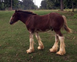 horse Strong Shot of Whiskey (Clydesdale, 2018, from Ebony Rio De Janeiro)