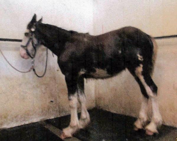 stallion Ebony Rio De Janeiro (Clydesdale, 2014, from Ebony Admiral of the Nite)