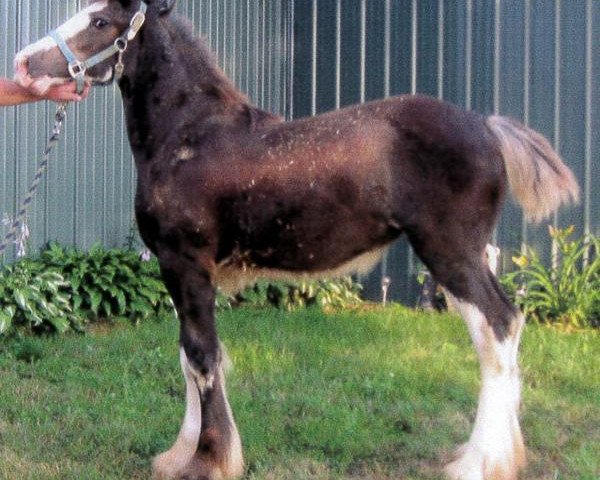 horse Ebony G Champagnes Fizzy (Clydesdale, 2013, from Willishome Lord Gallagher)