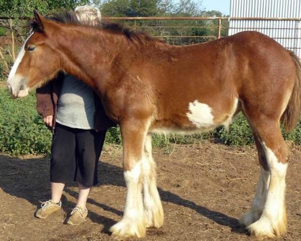 Zuchtstute Belle of the Century (Clydesdale, 2014, von Dakota Billy the Kid)