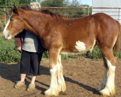 broodmare Belle of the Century (Clydesdale, 2014, from Dakota Billy the Kid)