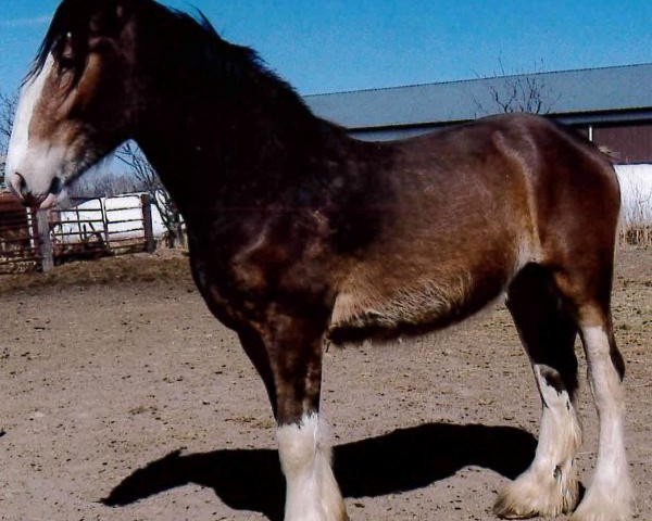 horse G.S.F. Tim's Last Edition (Clydesdale, 2013, from Birky's Pride 1st Timothy)