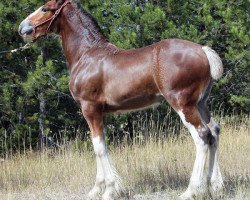 Zuchtstute U Lazy V Prospect's Rose (Clydesdale, 2016, von Westerdale Prospect)