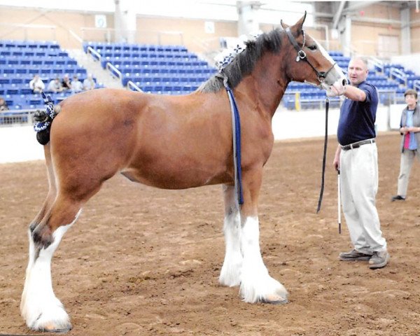 Pferd U Lazy V Prospect's May Centerfold (Clydesdale, 2017, von Westerdale Prospect)