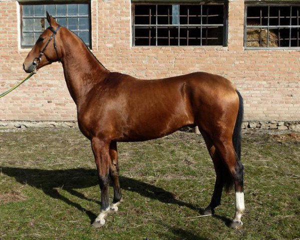 horse Orion (Akhal-Teke, 2013, from Amuzgi)